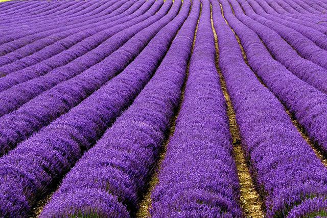 campos de lavanda