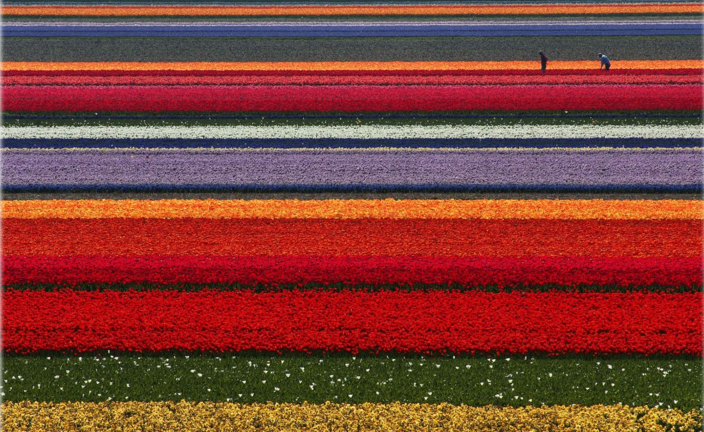 campos de tulipanes holanda
