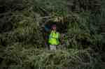 A worker prepares an 85-foot-tall Norway Spruce from Hemlock Township, Pennsylvania to be hoisted into position as the 2014 Rockefeller Center Christmas Tree in New York