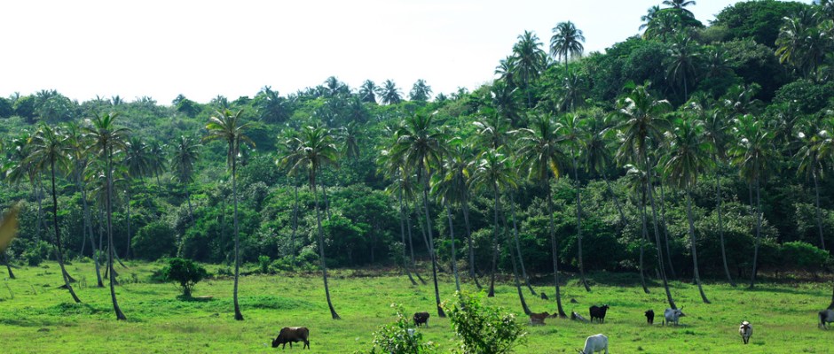 4719747410_d6bda61844_b