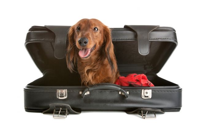 The Ark, la nueva terminal para mascotas